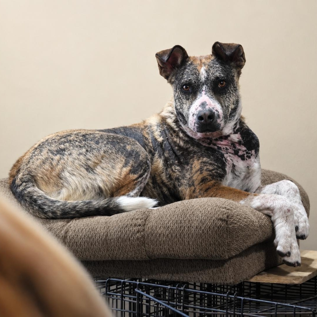 Enlarge Grayson, a ADOPTABLE mixed breed in Encinitas, CA image 2/6