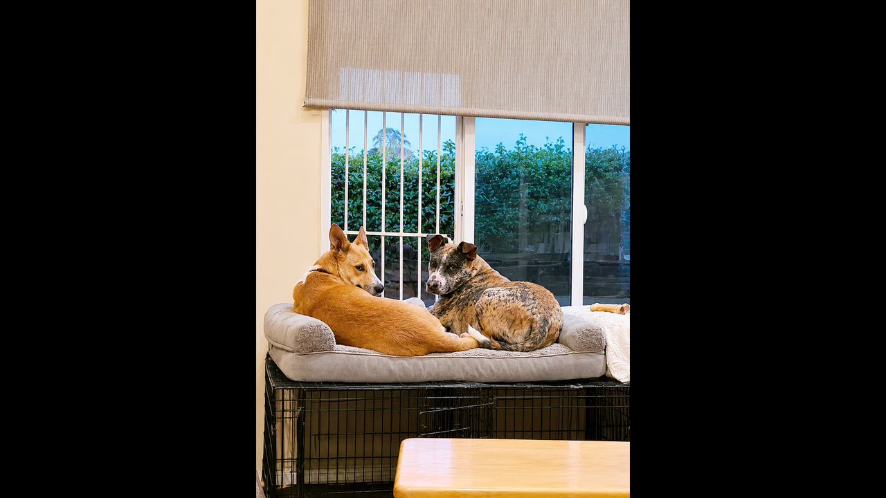 Enlarge Grayson, a ADOPTABLE mixed breed in Encinitas, CA video 4/6