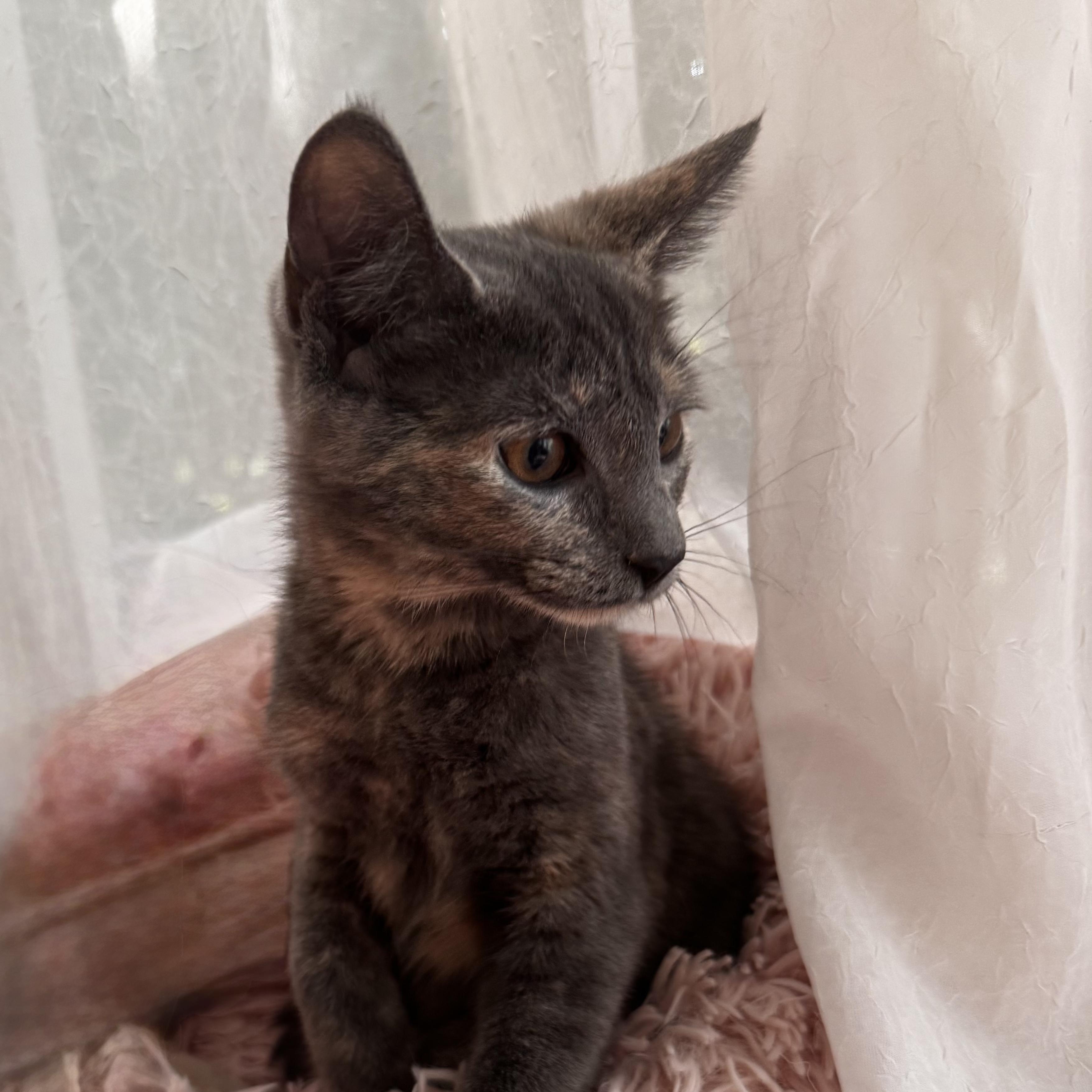 Enlarge LILIAN, a ADOPTABLE Domestic Short Hair in East Greenwich, RI image 1/6