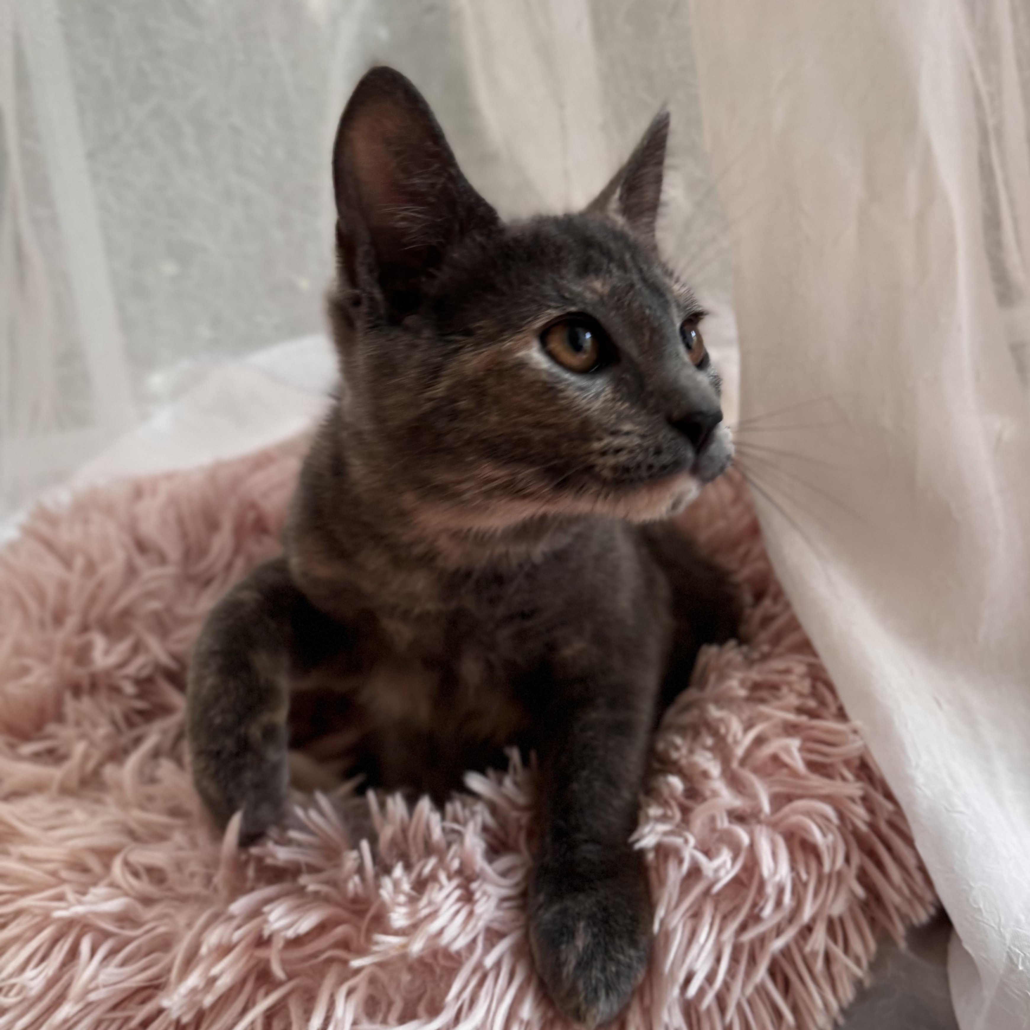 Enlarge LILIAN, a ADOPTABLE Domestic Short Hair in East Greenwich, RI image 2/6