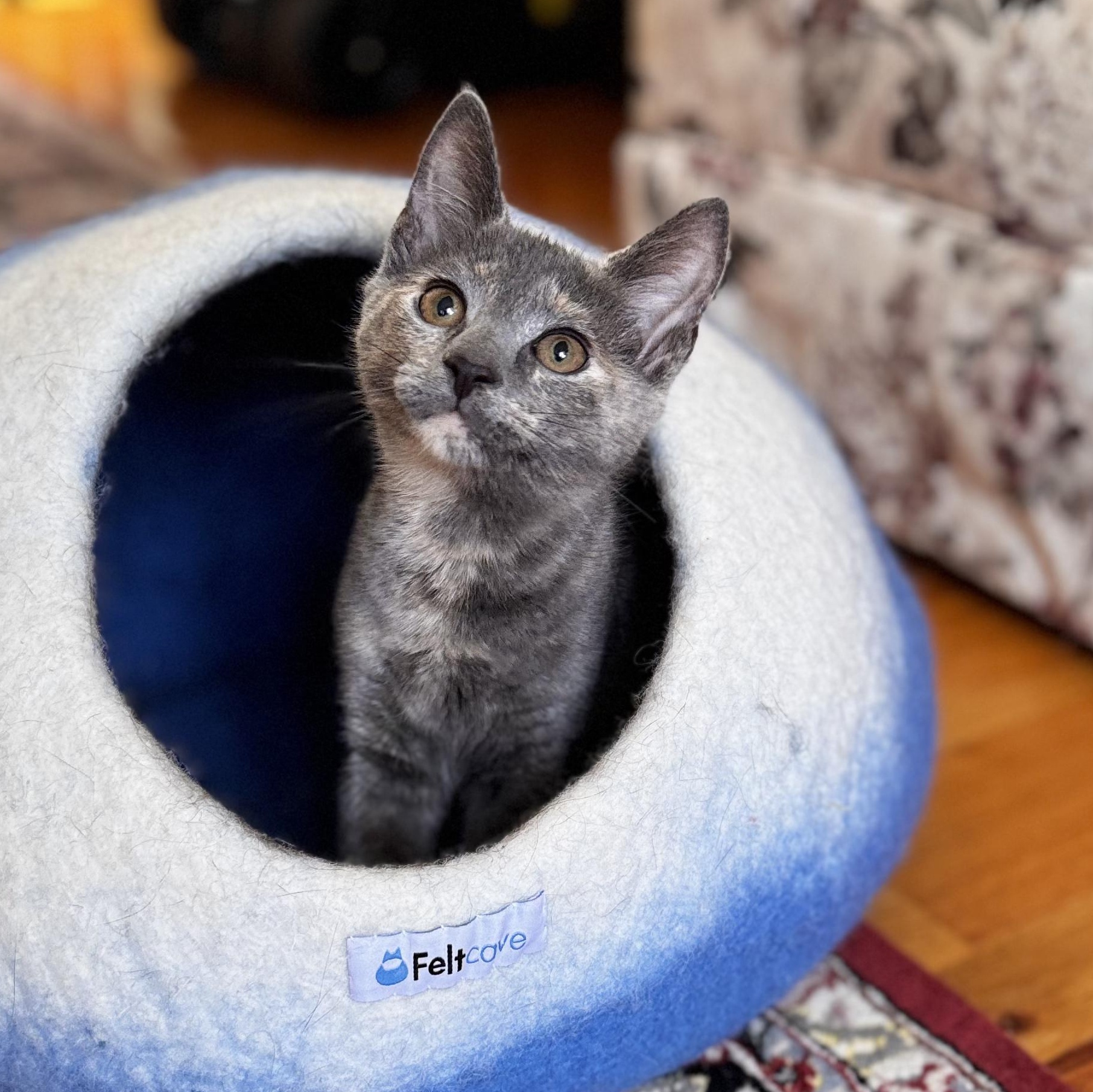 Enlarge LILIAN, a ADOPTABLE Domestic Short Hair in East Greenwich, RI image 3/6