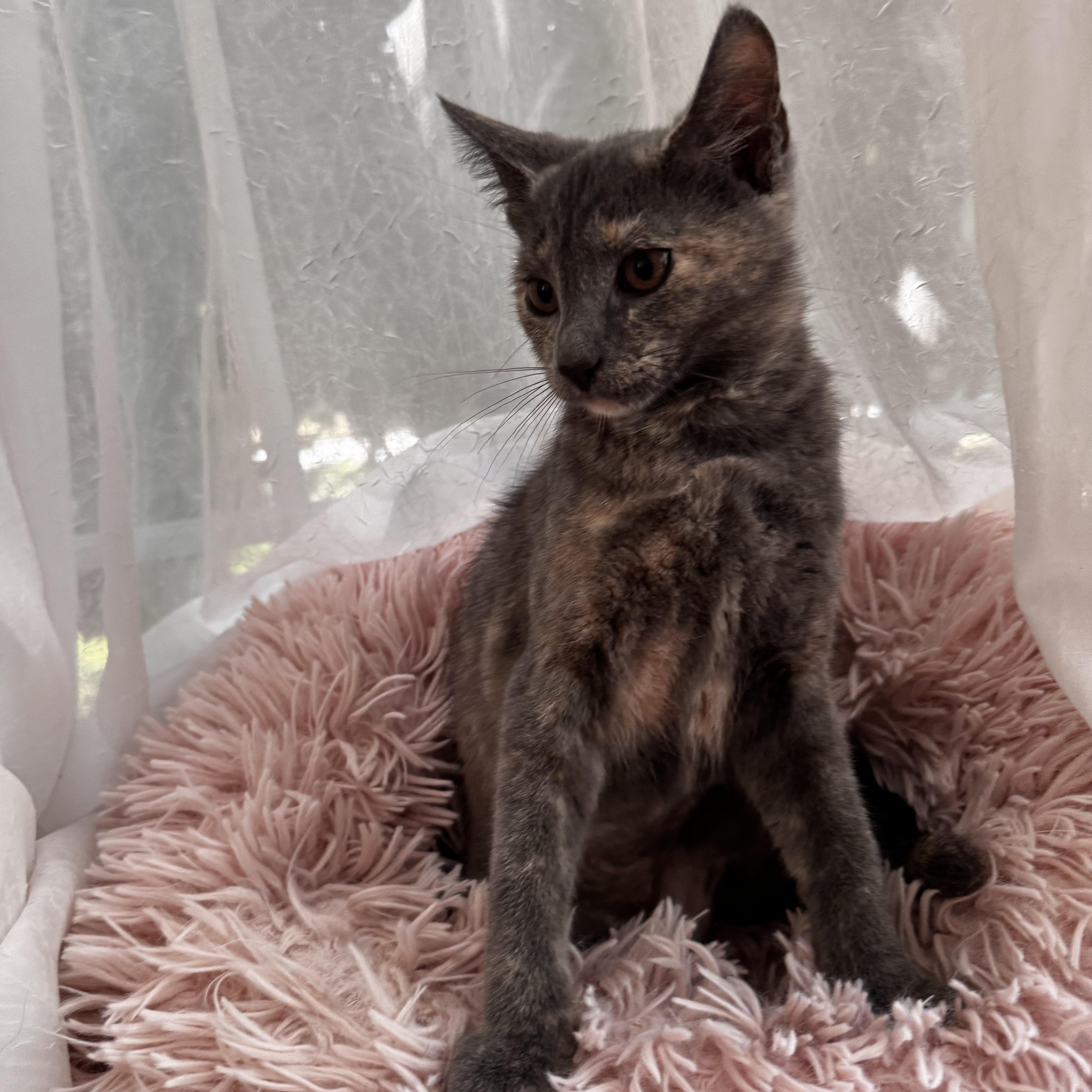 Enlarge LILIAN, a ADOPTABLE Domestic Short Hair in East Greenwich, RI image 4/6