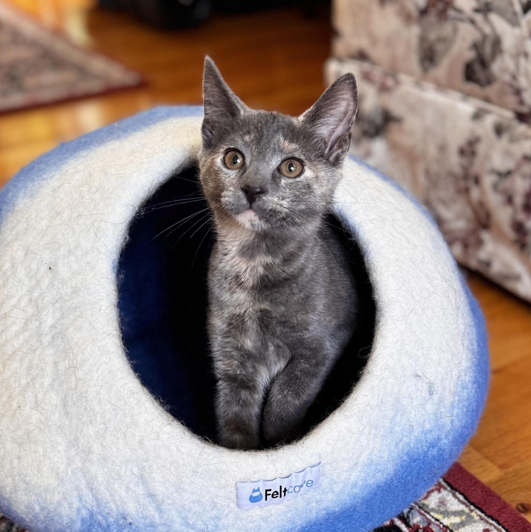 Enlarge LILIAN, a ADOPTABLE Domestic Short Hair in East Greenwich, RI image 5/6