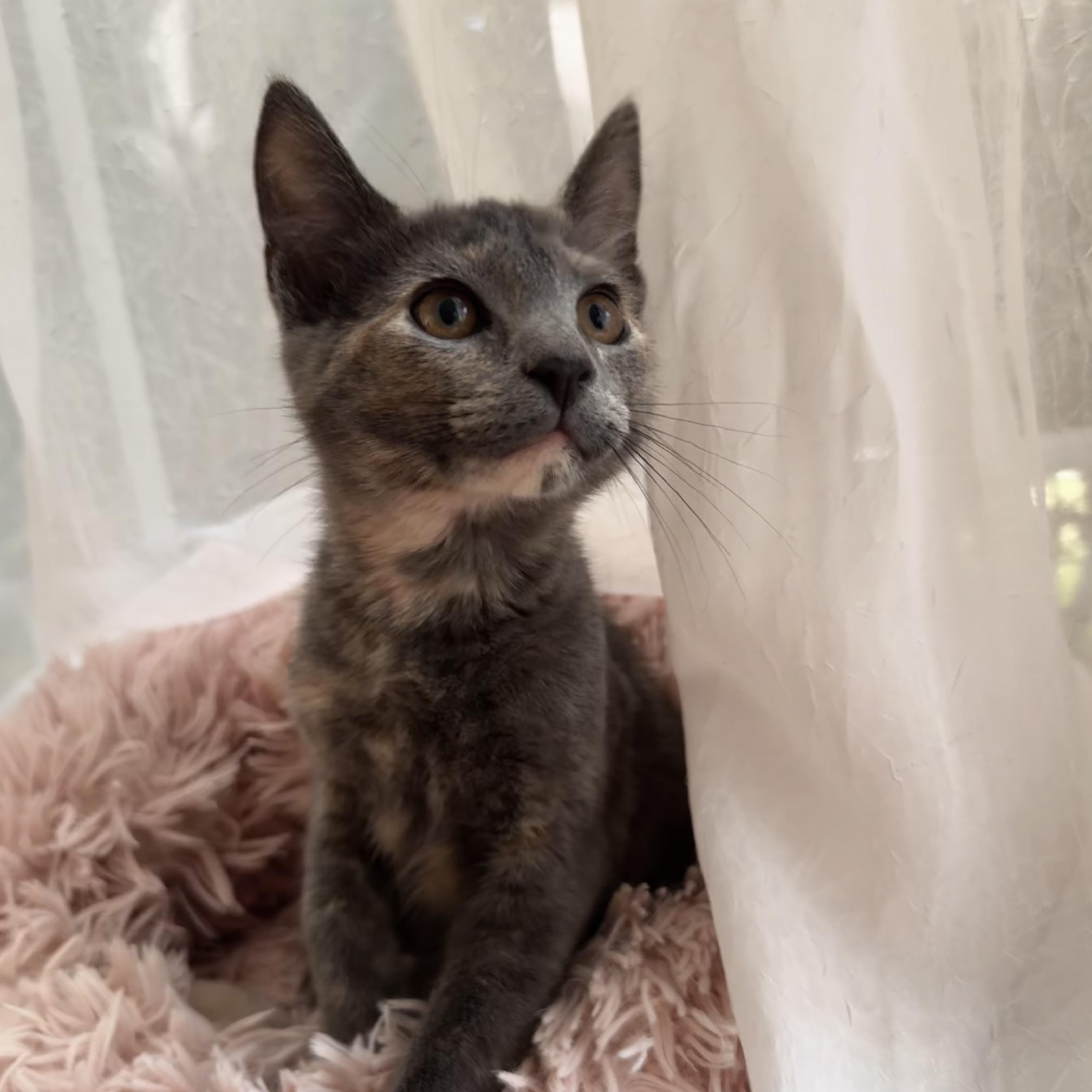 Enlarge LILIAN, a ADOPTABLE Domestic Short Hair in East Greenwich, RI image 6/6