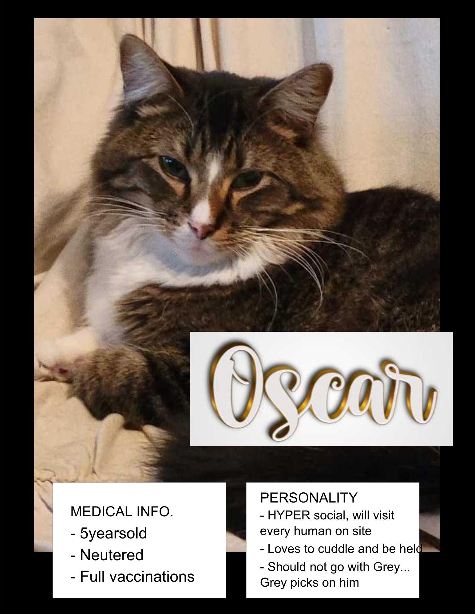 Oscar, ADOPTABLE, Adult Male American Shorthair.