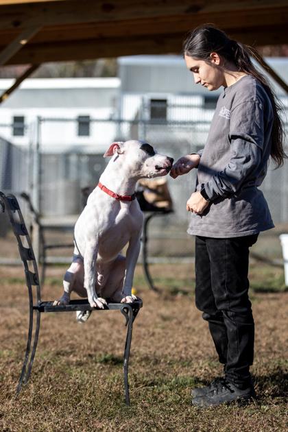 Rocky — thumbnail 2