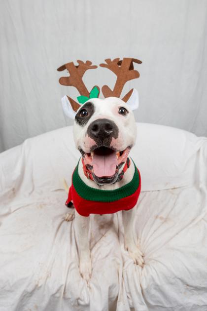 Rocky — thumbnail 3