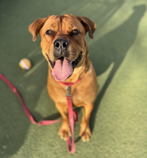 Clifford, Adoptable, Adult Male Bullmastiff.
