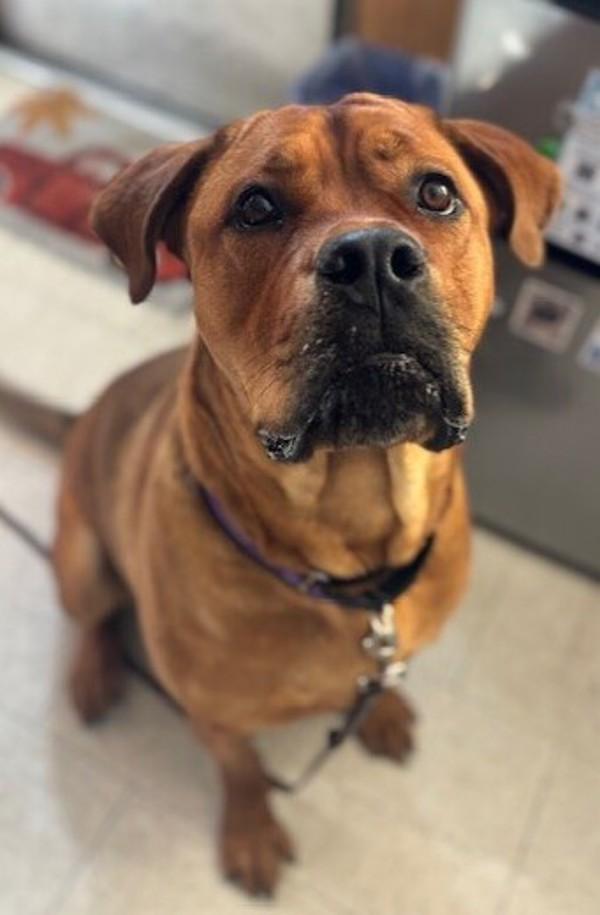 Enlarge Clifford, a Adoptable mixed breed in Oceanside, CA image 2/6