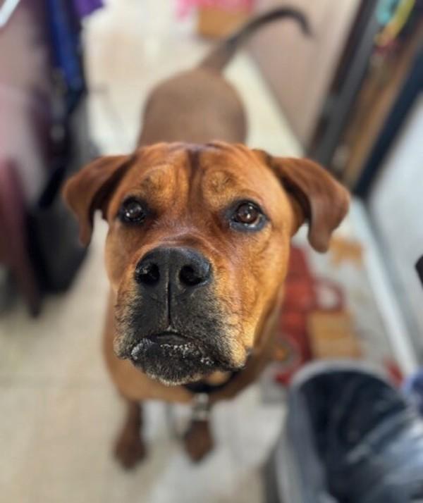 Enlarge Clifford, a Adoptable mixed breed in Oceanside, CA image 3/6