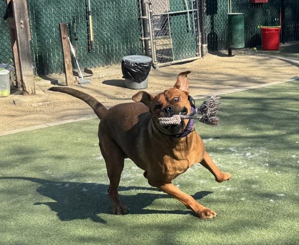 Enlarge Clifford, a Adoptable mixed breed in Oceanside, CA image 4/6