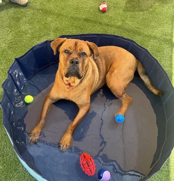 Enlarge Clifford, a Adoptable mixed breed in Oceanside, CA image 5/6