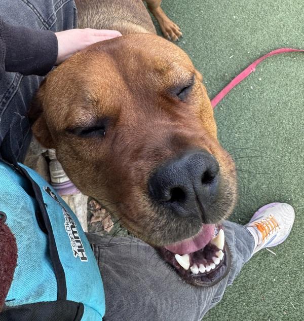 Enlarge Clifford, a Adoptable mixed breed in Oceanside, CA image 6/6