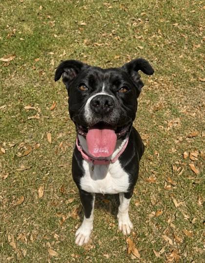 Enlarge Nix (HW+), a Adoptable mixed breed in Conway, SC image 2/3