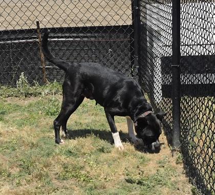 Enlarge Nix (HW+), a Adoptable mixed breed in Conway, SC image 3/3
