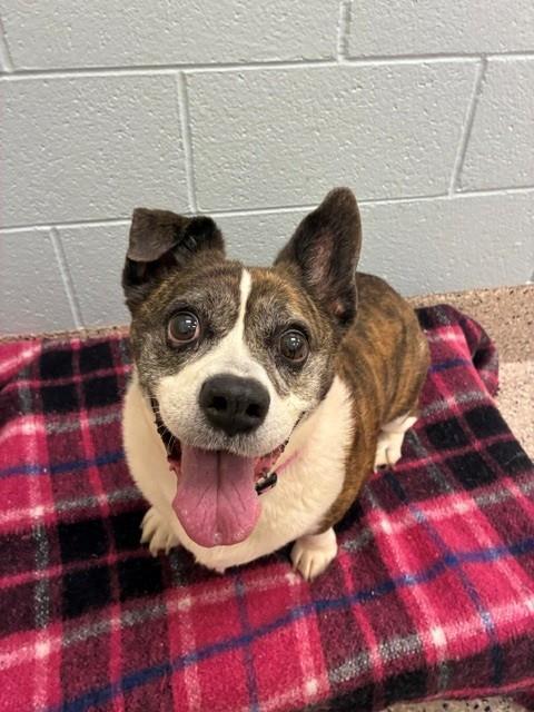 ANNABELLE, Adoptable, Senior Female Cardigan Welsh Corgi & English Bulldog.