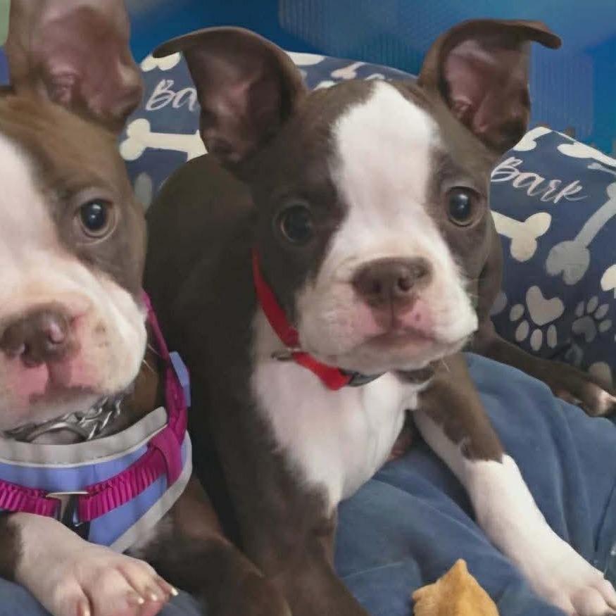 BRUINS, Adoptable, Puppy Male Boston Terrier.