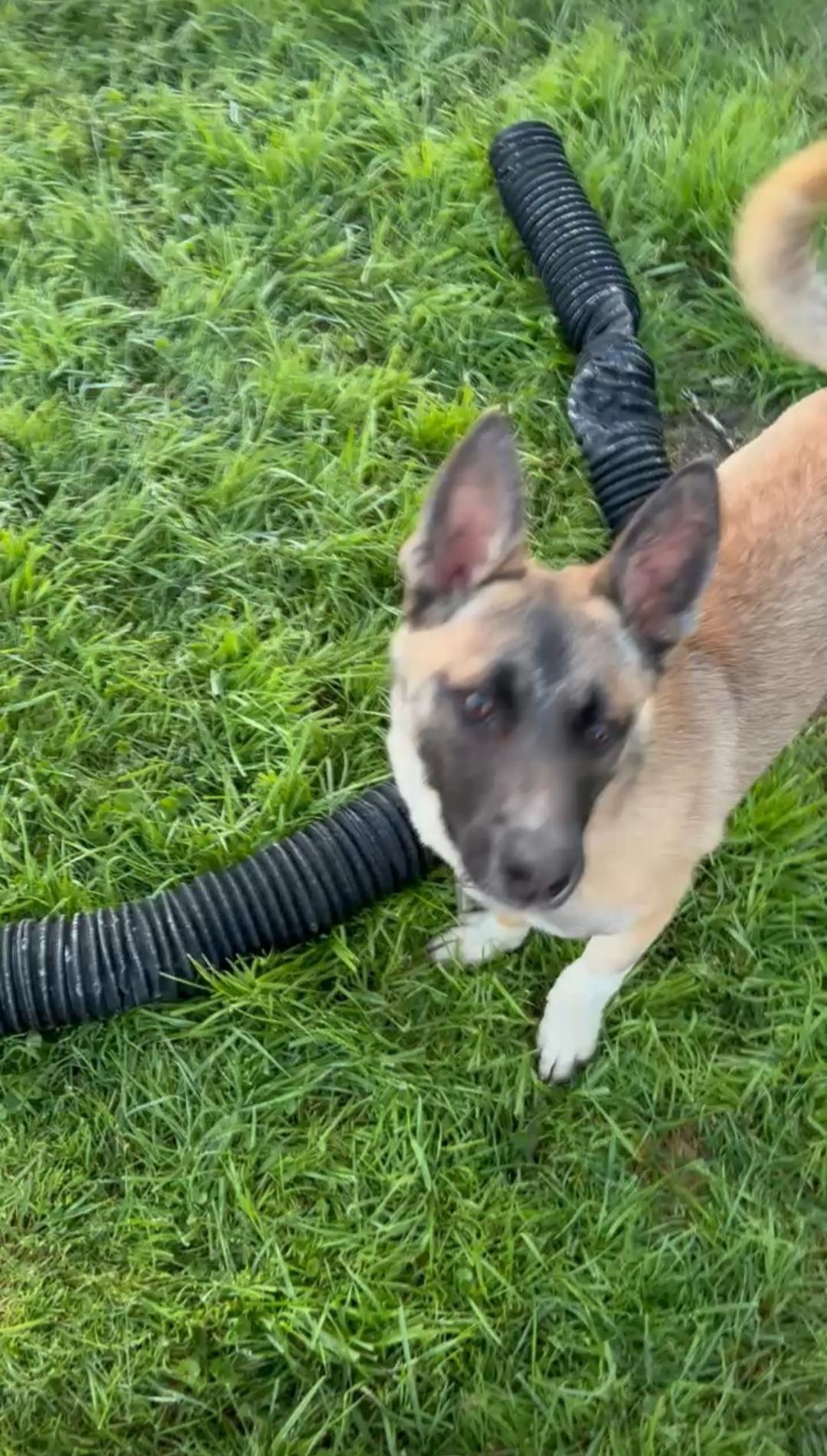 Ringo Star, Adoptable, Adult Male Mixed Breed.