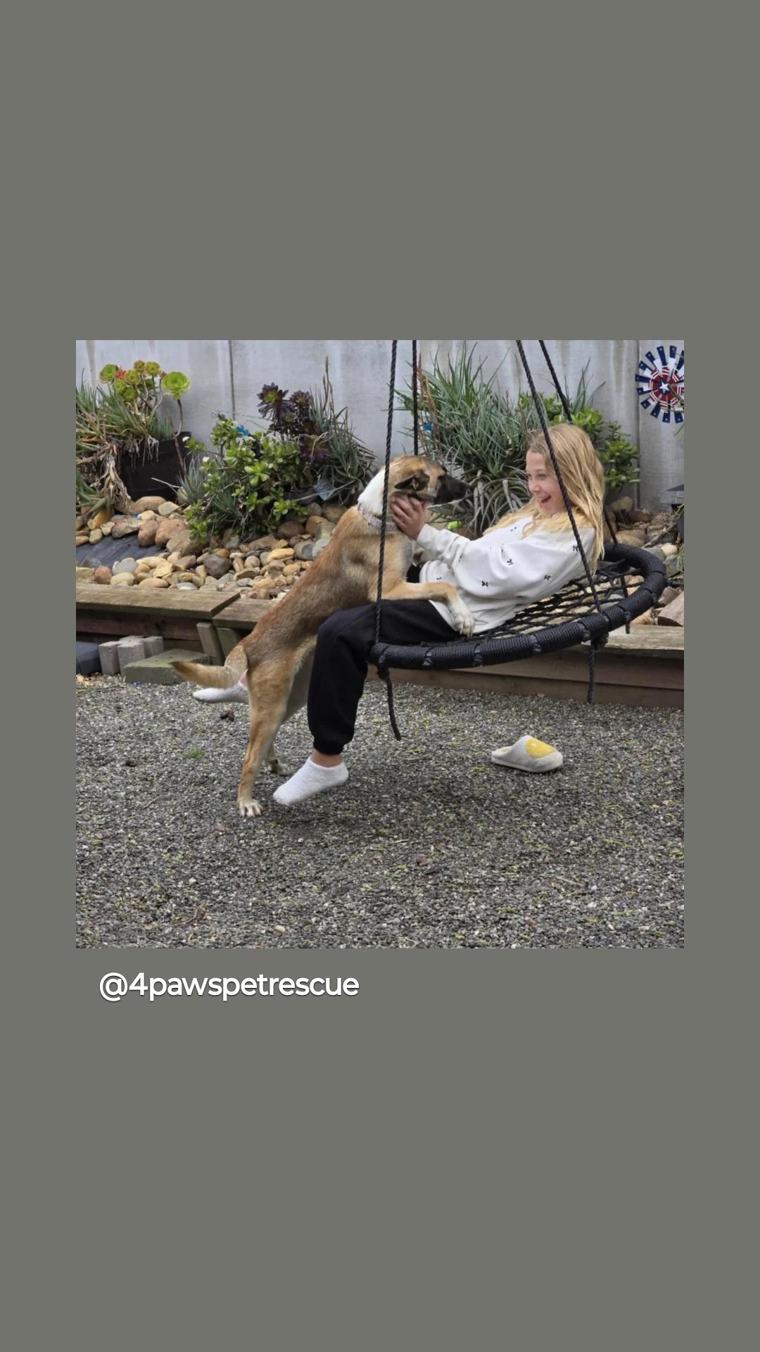 Enlarge Ringo Star, a Adoptable Mixed Breed in Vacaville, CA image 2/3