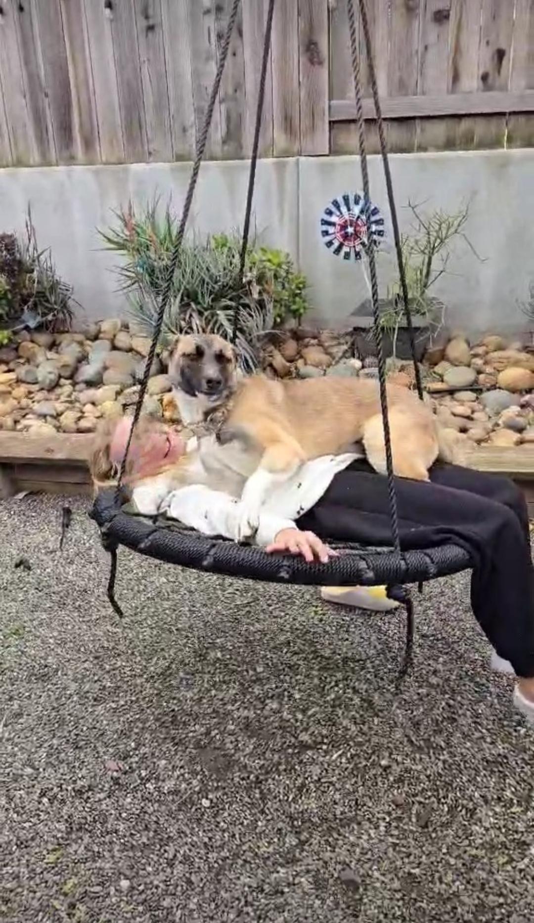 Enlarge Ringo Star, a Adoptable Mixed Breed in Vacaville, CA image 3/3