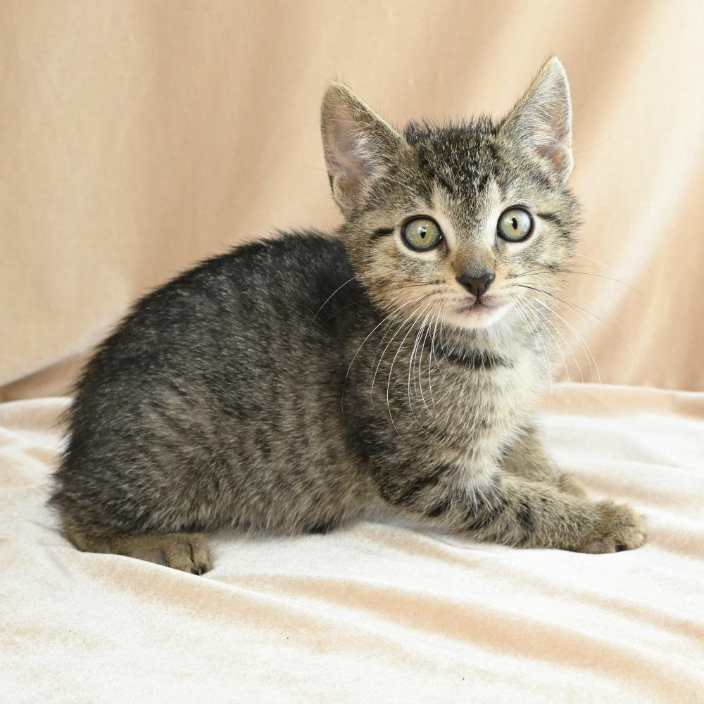 Enlarge Teenie, a Adoptable Domestic Short Hair in Mobile, AL image 1/6