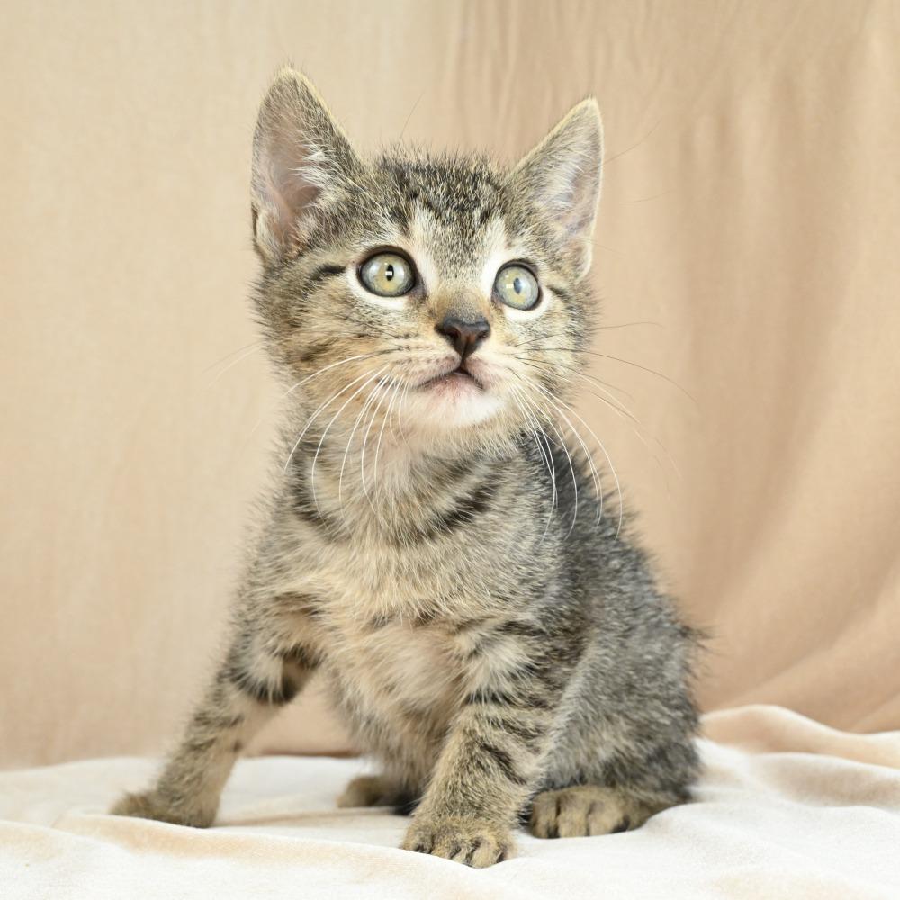 Enlarge Teenie, a Adoptable Domestic Short Hair in Mobile, AL image 2/6