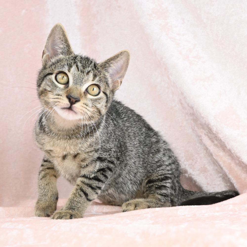 Teenie, Adoptable, Kitten Male Domestic Short Hair.