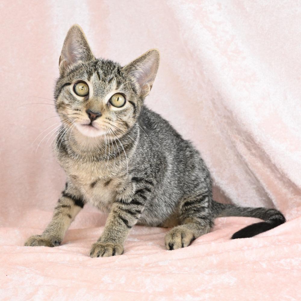 Teenie, a Adoptable Domestic Short Hair in Mobile, AL image 2/6
