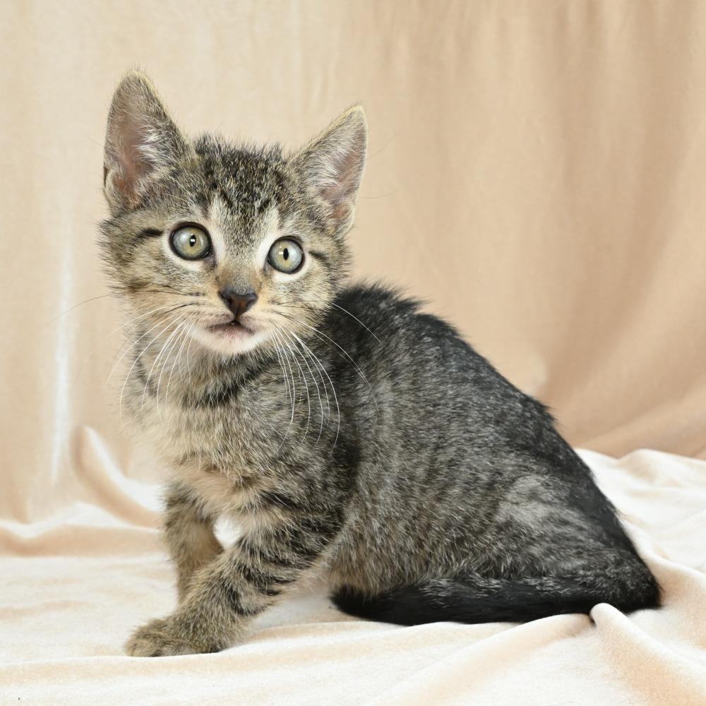 Enlarge Teenie, a Adoptable Domestic Short Hair in Mobile, AL image 3/6