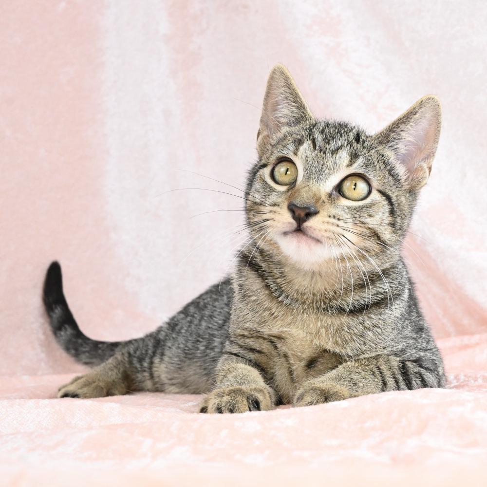 Teenie, a Adoptable Domestic Short Hair in Mobile, AL image 3/6