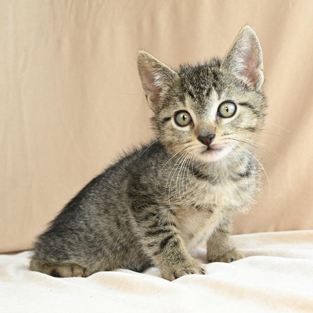 Enlarge Teenie, a Adoptable Domestic Short Hair in Mobile, AL image 4/6