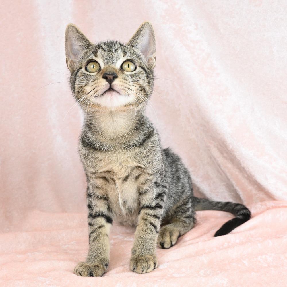 Teenie, a Adoptable Domestic Short Hair in Mobile, AL image 4/6