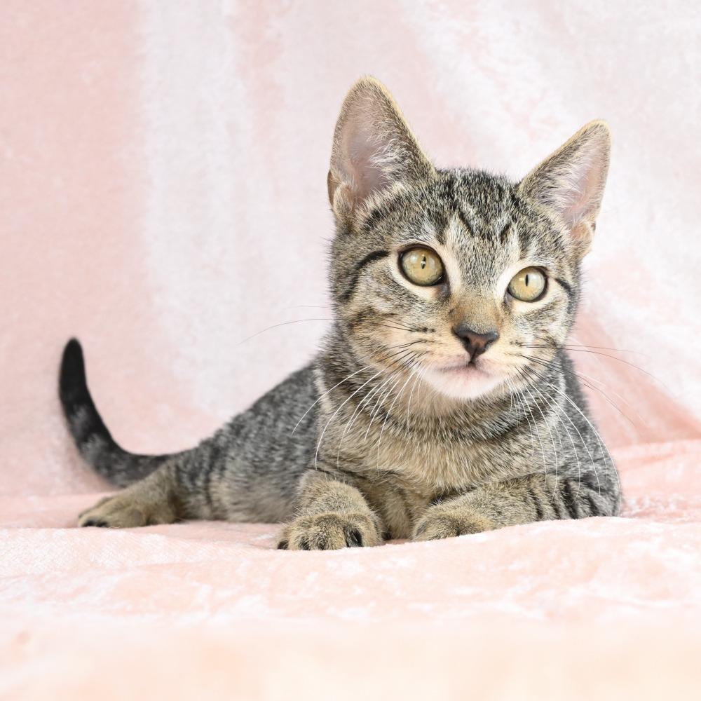Teenie, a Adoptable Domestic Short Hair in Mobile, AL image 5/6