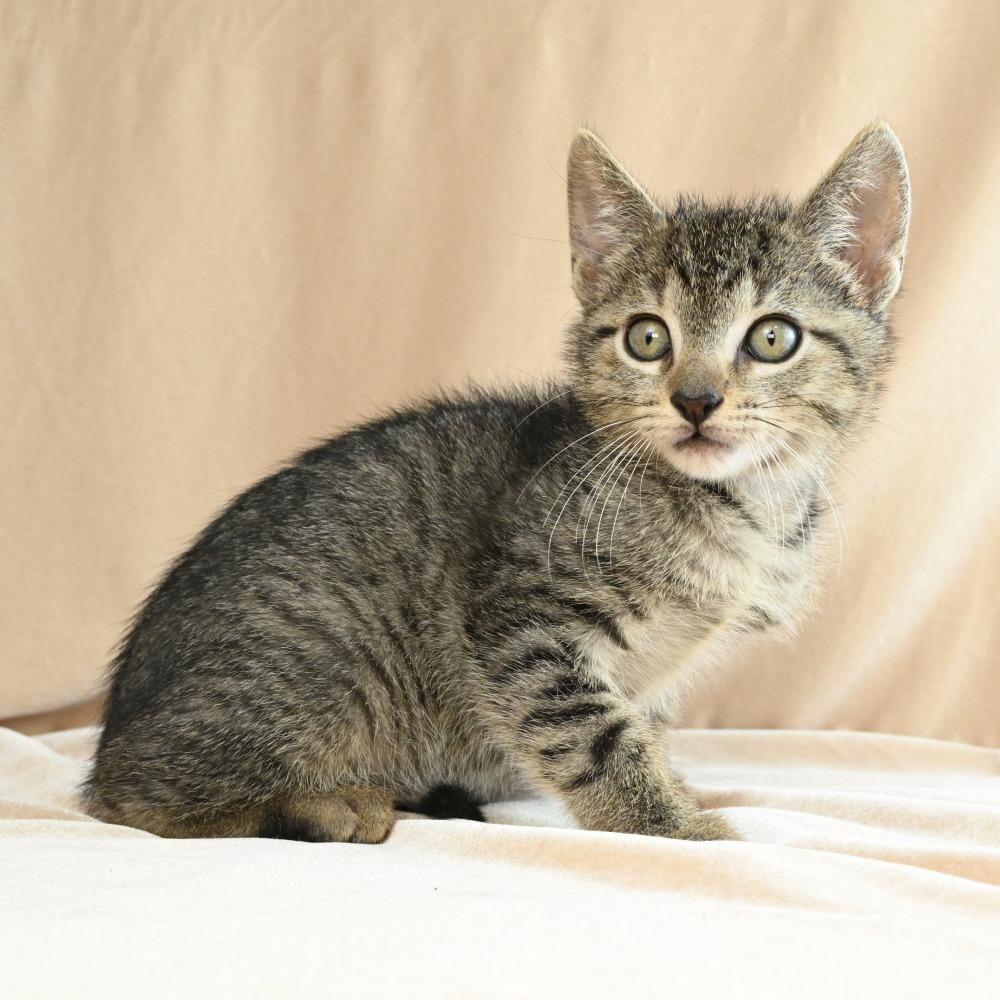 Enlarge Teenie, a Adoptable Domestic Short Hair in Mobile, AL image 5/6