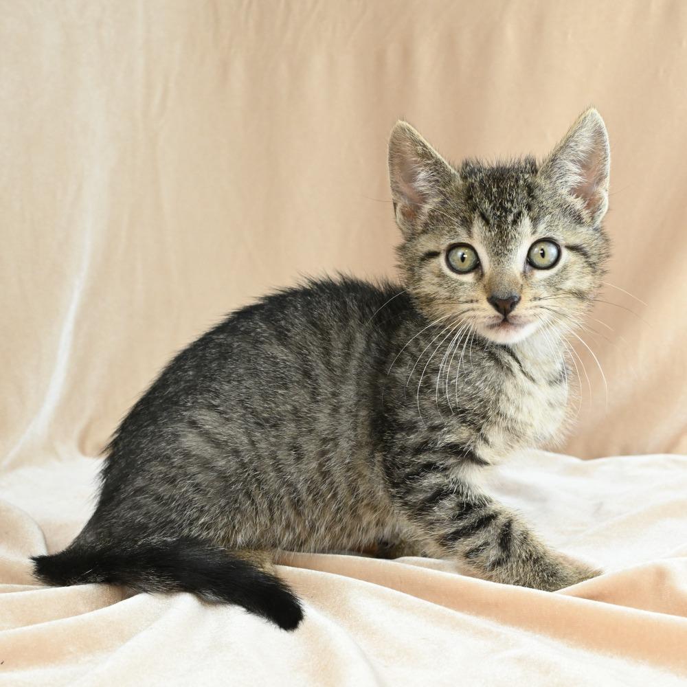 Enlarge Teenie, a Adoptable Domestic Short Hair in Mobile, AL image 6/6