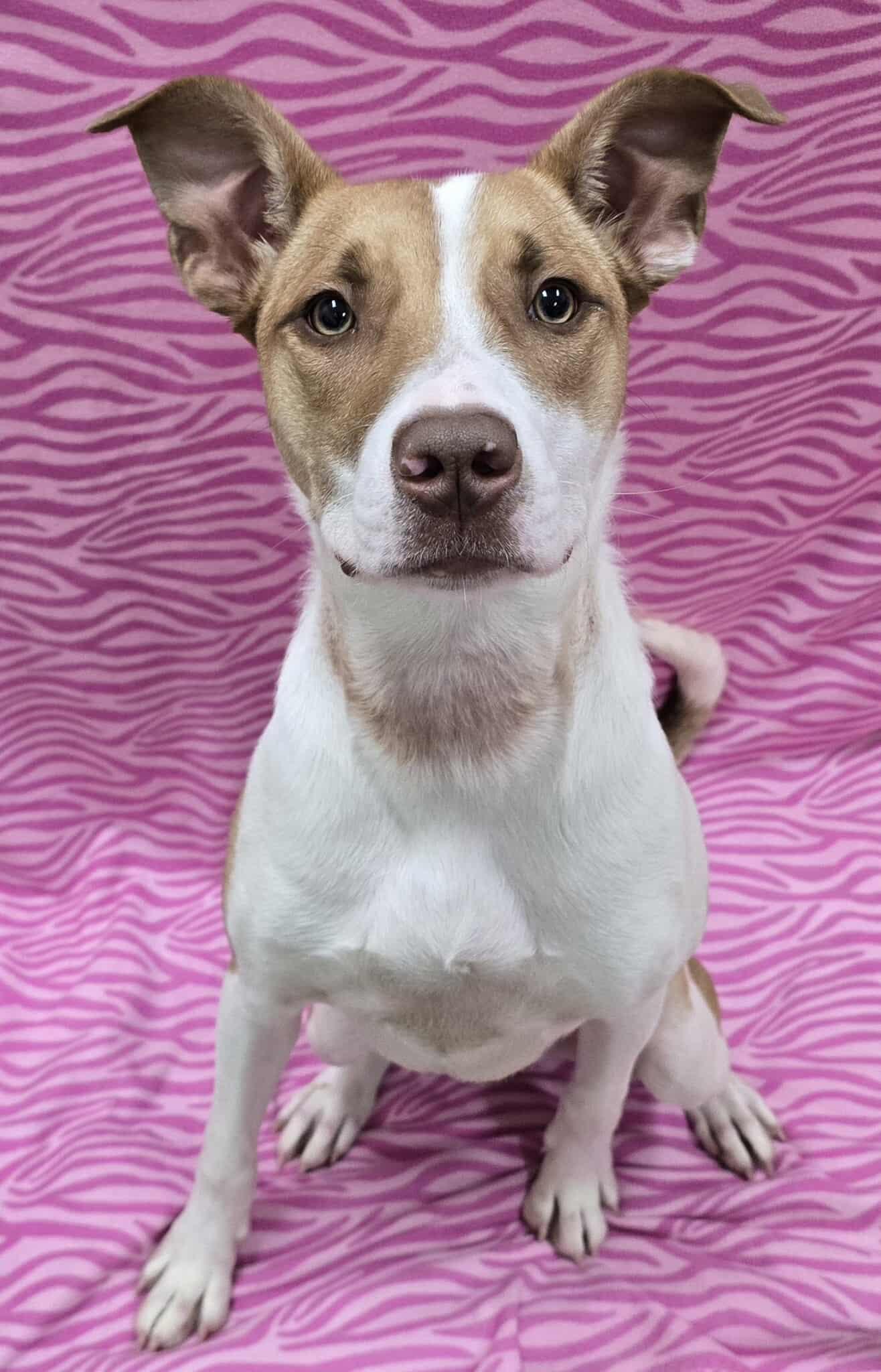 Enlarge Dixie, an adoptable Mixed Breed in Frankfort, IN image 2/4