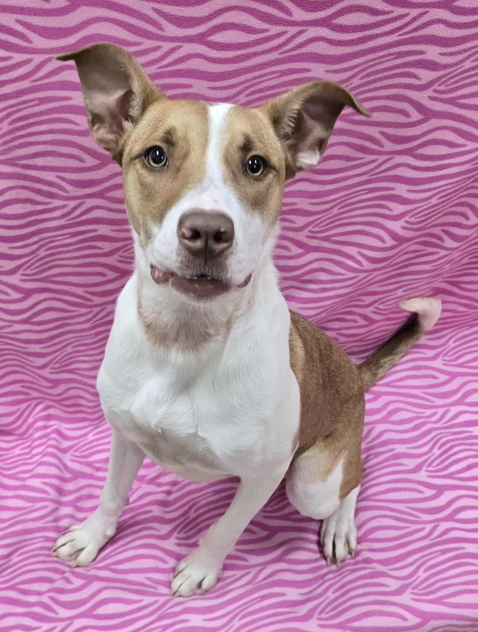 Enlarge Dixie, an adoptable Mixed Breed in Frankfort, IN image 1/4