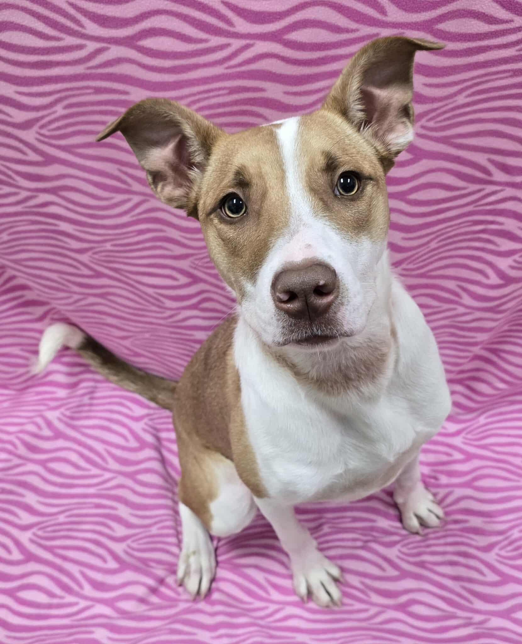 Enlarge Dixie, an adoptable Mixed Breed in Frankfort, IN image 3/4