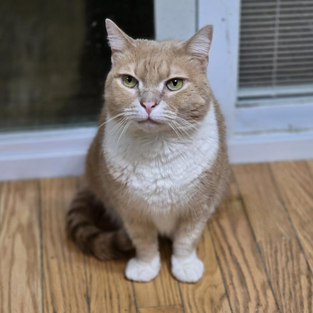 Patrick, Adoptable, Senior Male Domestic Short Hair.