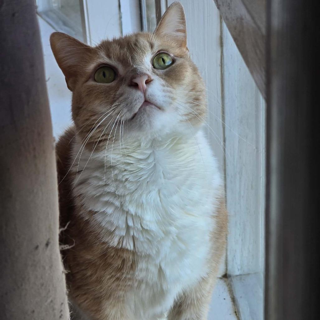 Enlarge Patrick, a Adoptable Domestic Short Hair in Jarrettsville, MD image 2/6