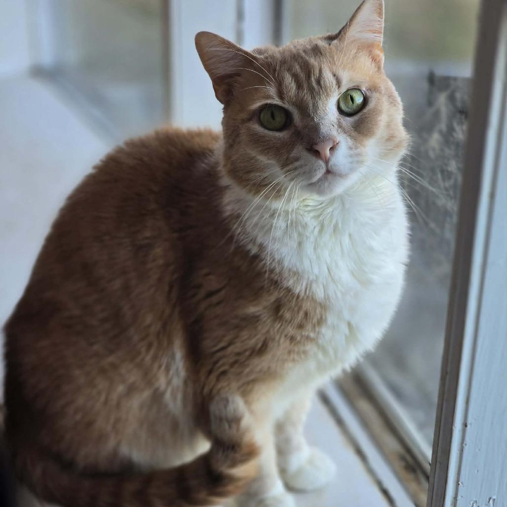 Enlarge Patrick, a Adoptable Domestic Short Hair in Jarrettsville, MD image 4/6