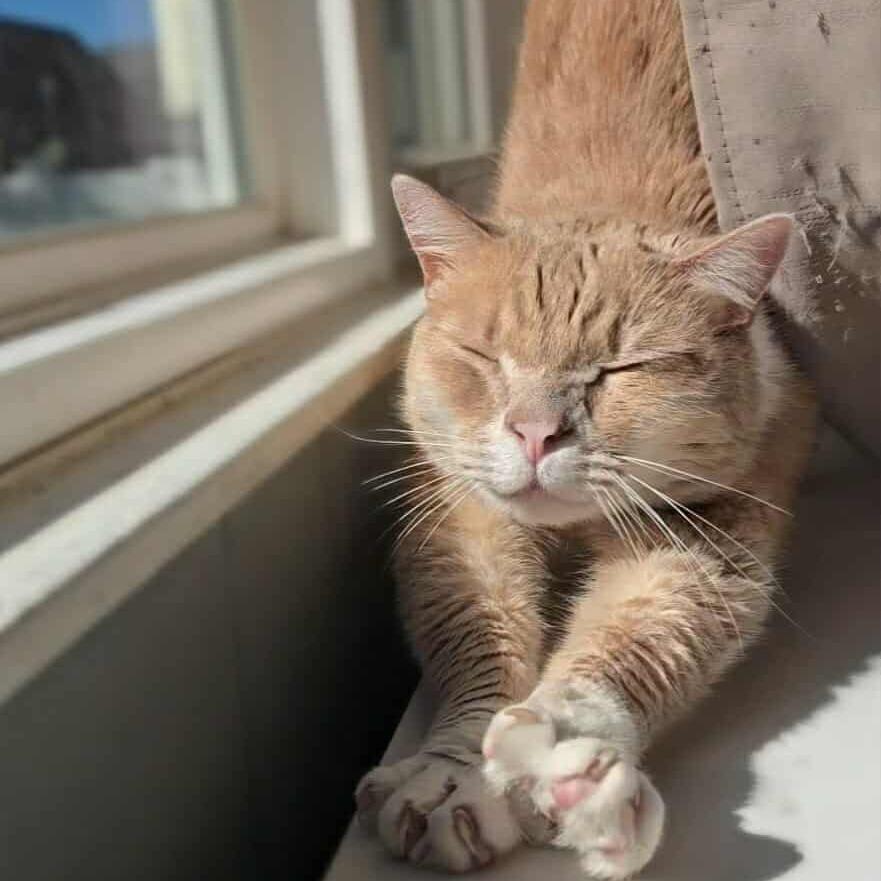 Enlarge Patrick, a Adoptable Domestic Short Hair in Jarrettsville, MD image 3/6