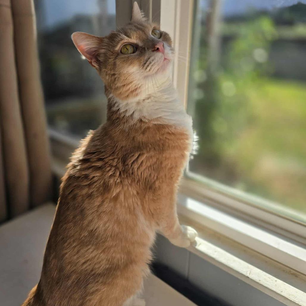 Enlarge Patrick, a Adoptable Domestic Short Hair in Jarrettsville, MD image 4/6