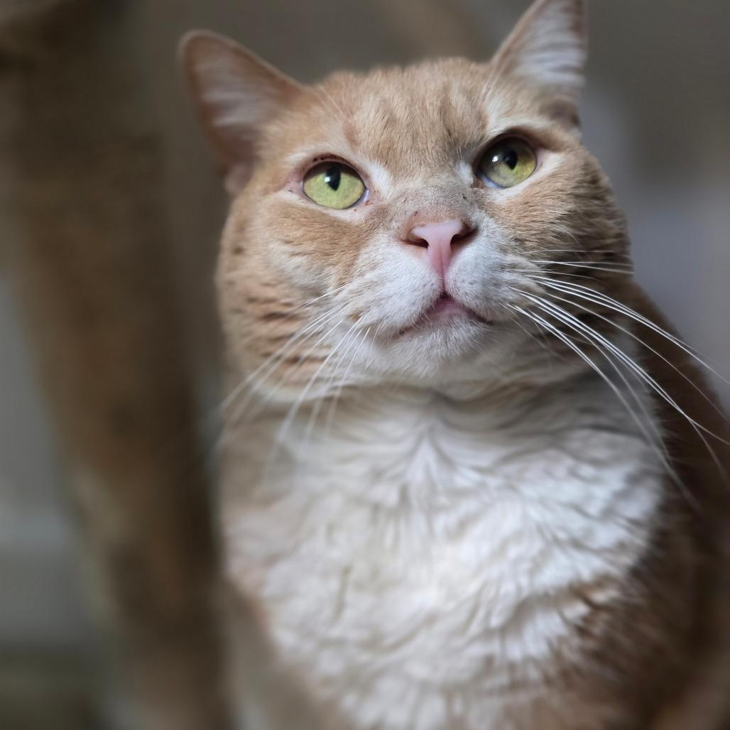 Enlarge Patrick, a Adoptable Domestic Short Hair in Jarrettsville, MD image 5/6