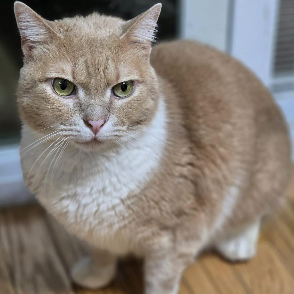 Enlarge Patrick, a Adoptable Domestic Short Hair in Jarrettsville, MD image 6/6