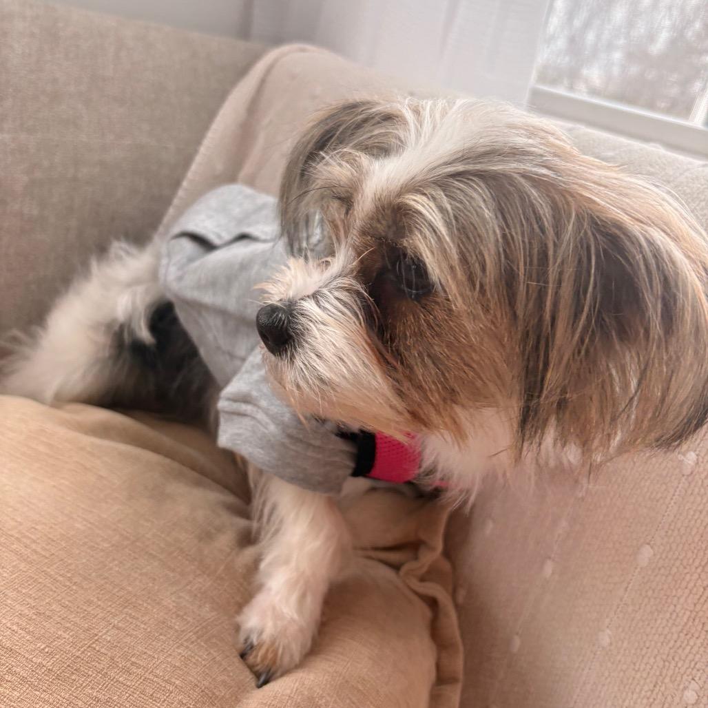 Janet, a Adoptable mixed breed in Arlington, VA image 2/6