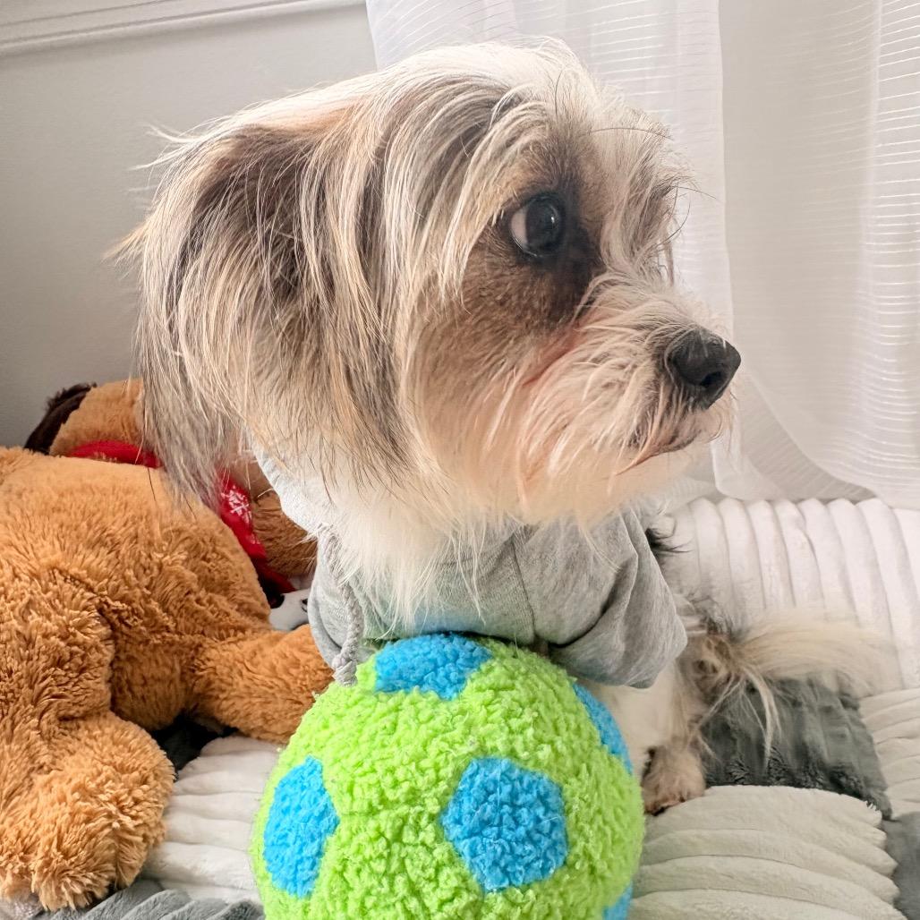 Janet, a Adoptable mixed breed in Arlington, VA image 3/6