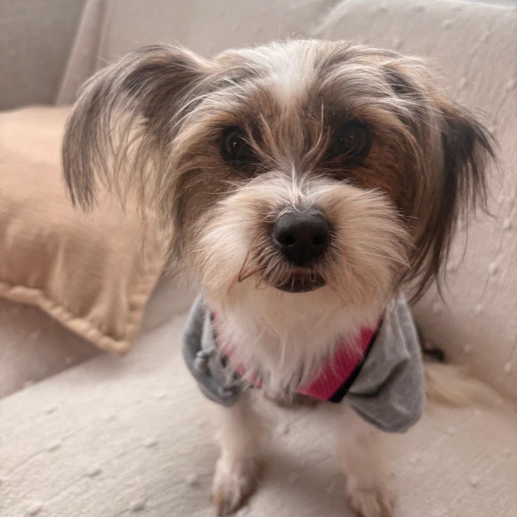 Janet, Adoptable, Young Female Yorkshire Terrier & Mixed Breed.