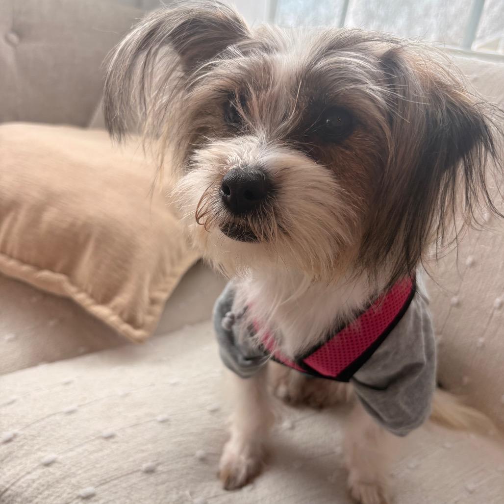 Janet, a Adoptable mixed breed in Arlington, VA image 5/6