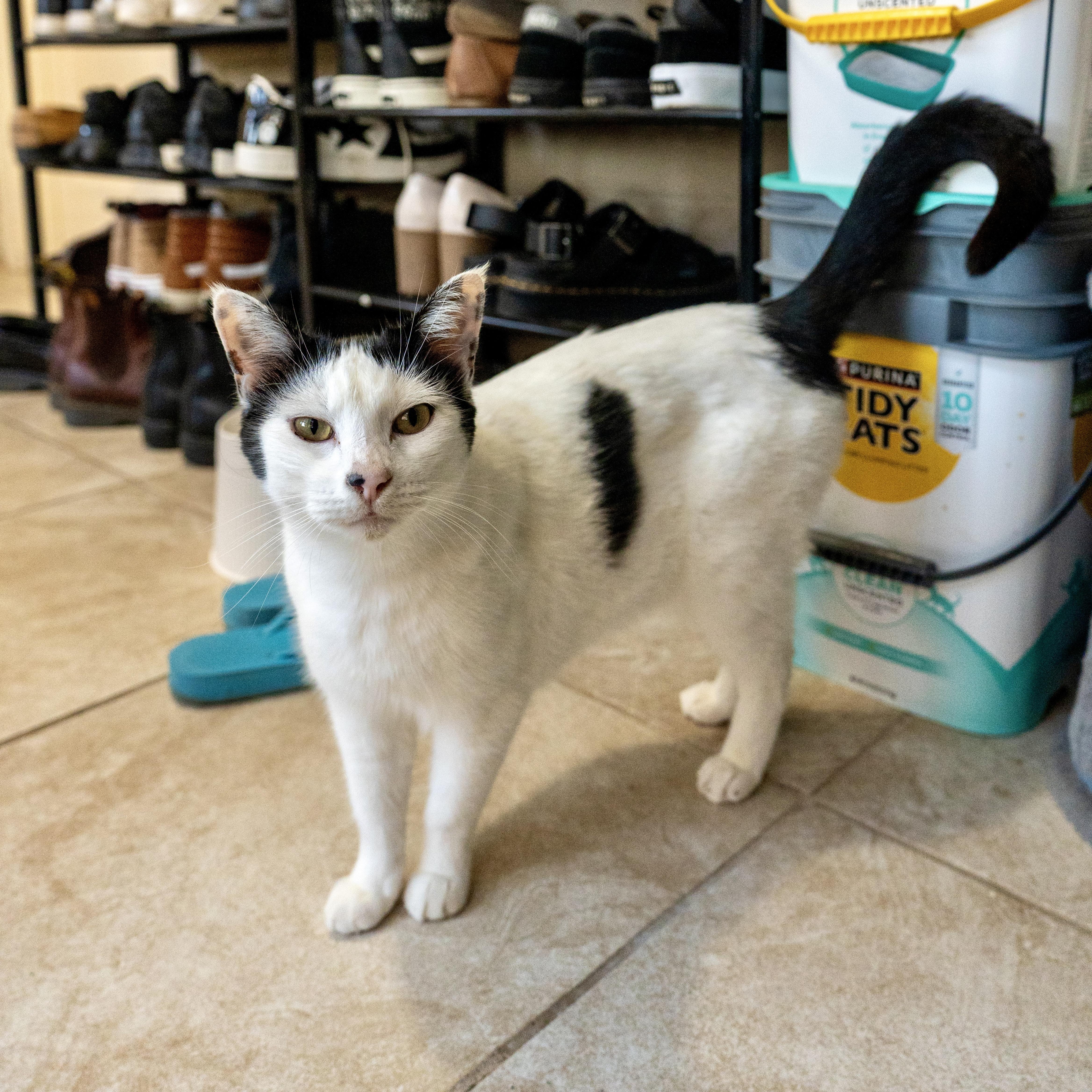 Momma Cow, ADOPTABLE, Adult Female Domestic Short Hair.